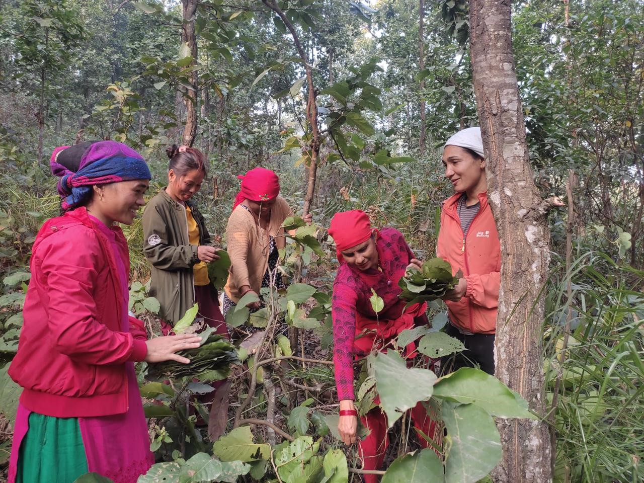 Collecting Sal leaves