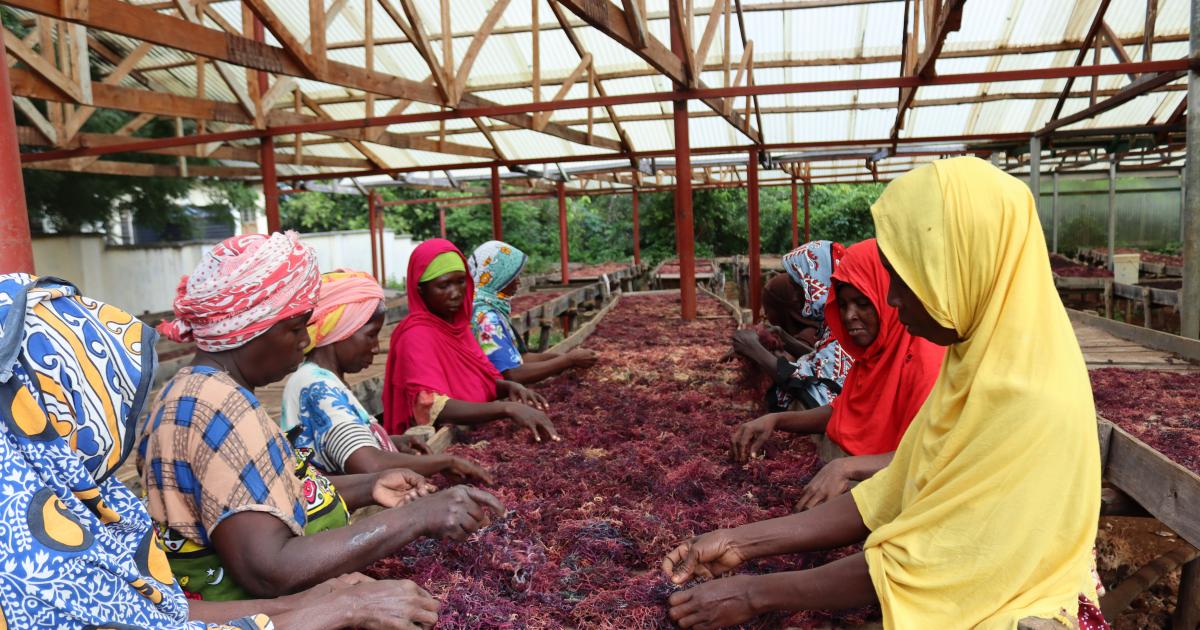 Women seaweed farmers drying seaweed after harvesting. Credit ACTS