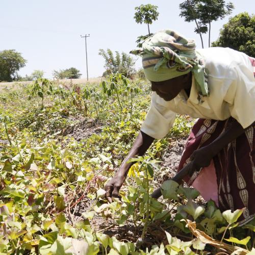 Climate smart agriculture