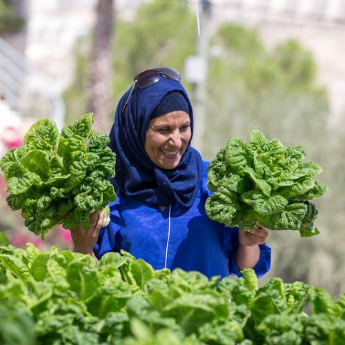 Developing agricultural cooperatives in Palestine. Credit Elias Halabi, Ministry of Foreign Affairs of the Republic of Poland