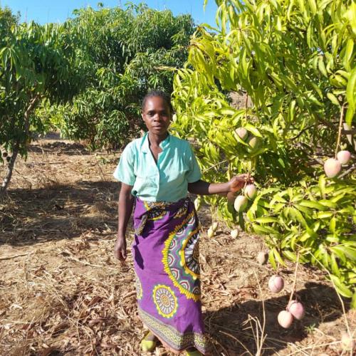 Mango farmer in Malawi, credit ICRAF