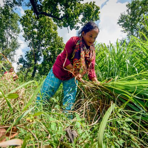 A woman in Nepal cuts lemongrass to be distilled into essential oil. Photo by Chandra Shekhar Karki, CIFOR via Flickr