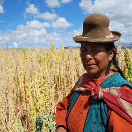 Bolivian farmer in her quinoa field. Credit S. Padulosi, Biodiversity International via Flickr