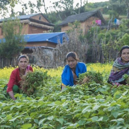 Women growing legumes