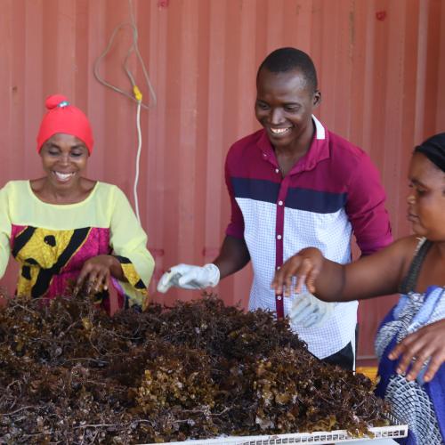 Farmers tending to seaweed crop in Kenya_credit Blue Economy