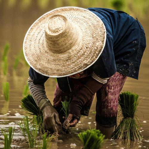 Rice farmer in Southeast Asia