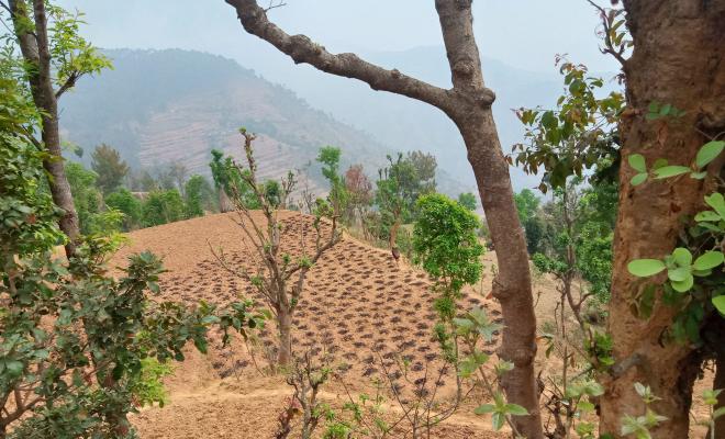 Nepal field, SIAS