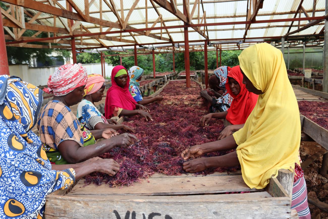 Women seaweed farmers drying seaweed after harvesting. Credit ACTS