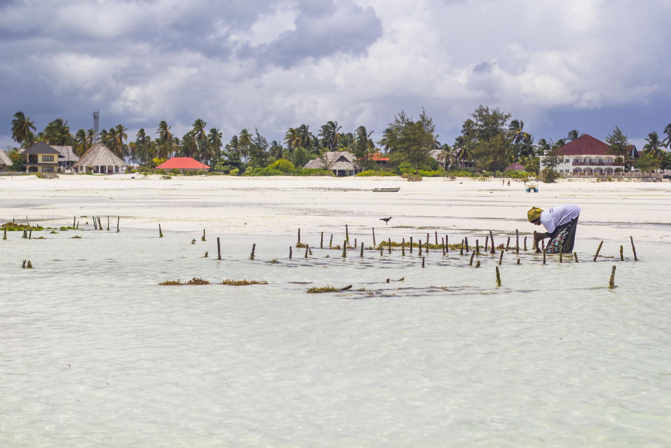 Woman working at seaweed farm Zanzibar