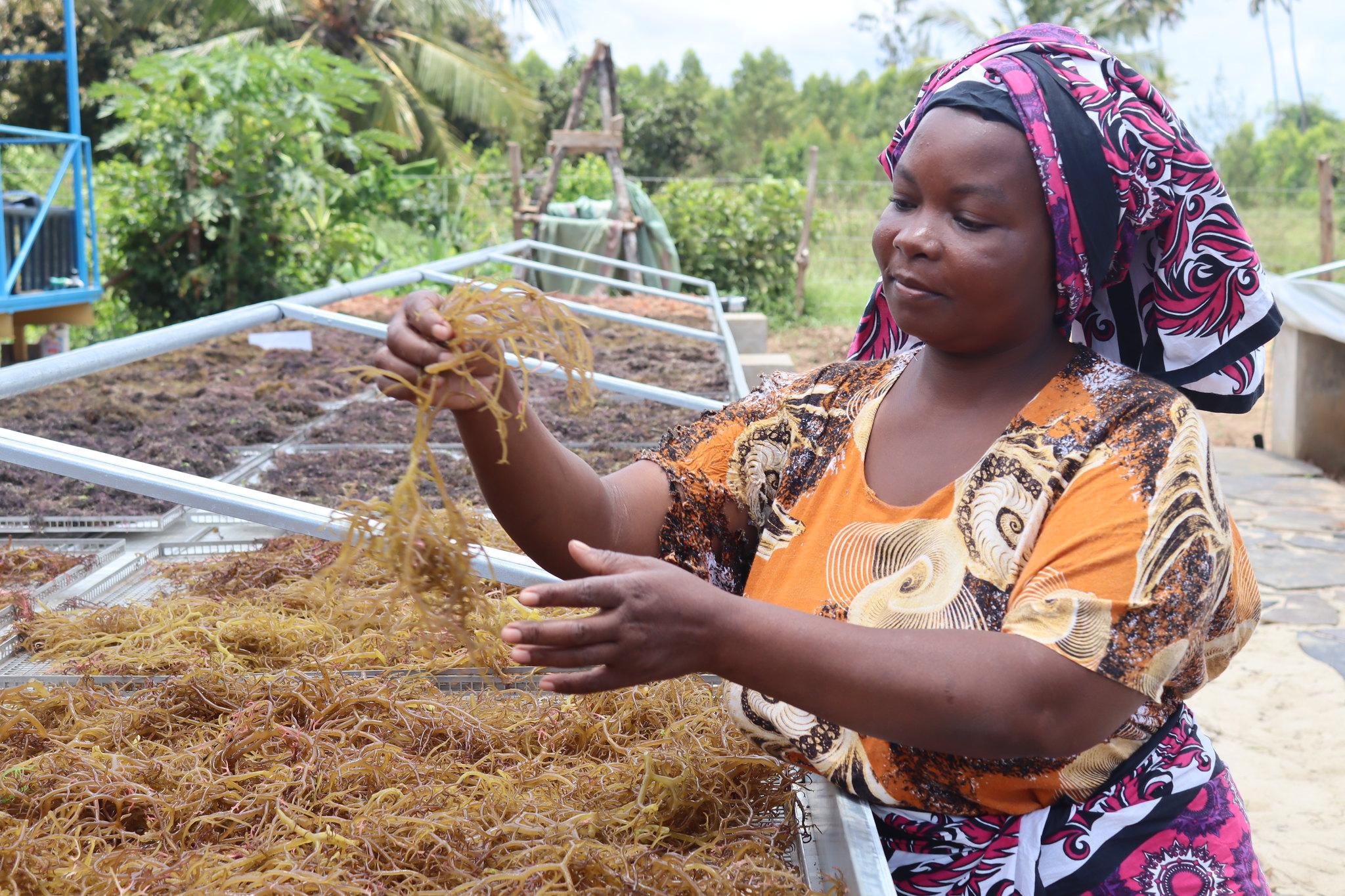 Kenyan aquaculturist: Integrated Multi Trophic Aquaculture, a climate-smart technique